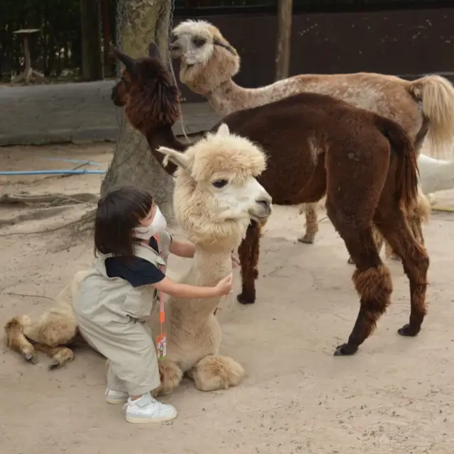Alpaca Hill 