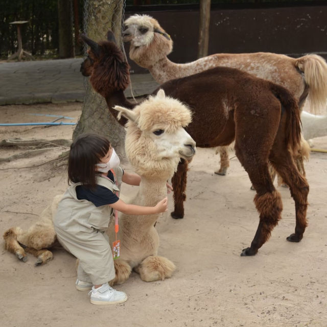 Alpaca Hill 