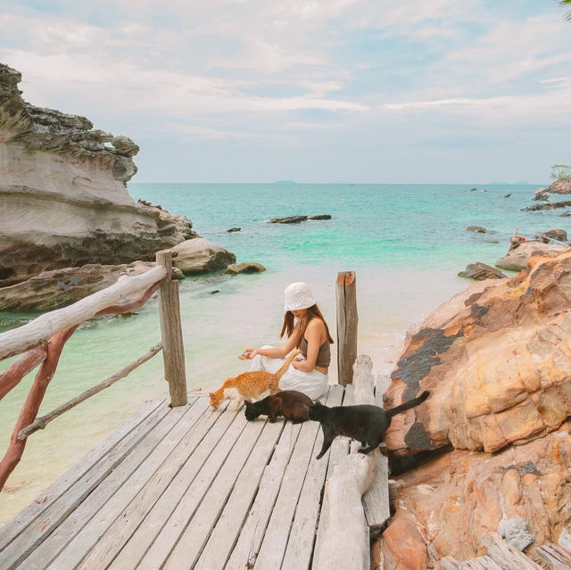 เกาะแมว สวรรค์ของเหล่าทาส! 🐈🏝