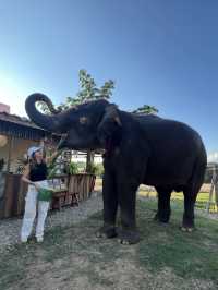 ป้อนอาหารน้องช้าง ถ่ายรูปเล่นที่ Cafe Elephant🐘