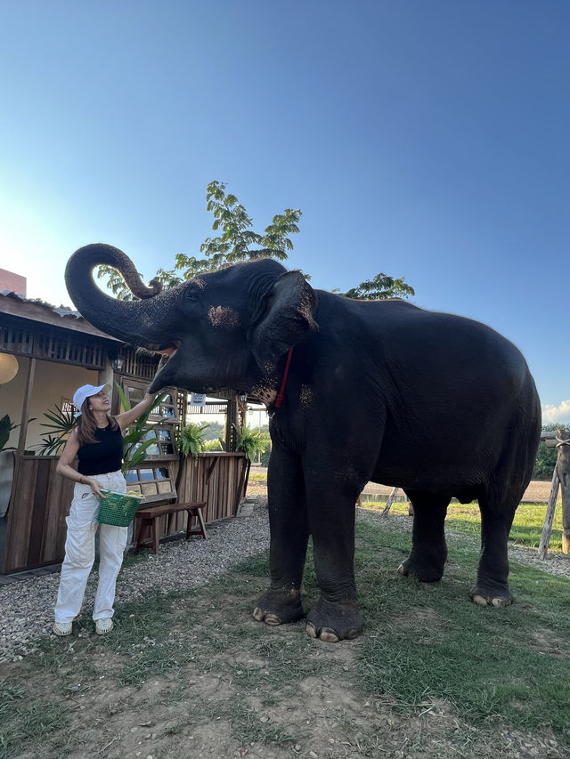 ป้อนอาหารน้องช้าง ถ่ายรูปเล่นที่ Cafe Elephant🐘