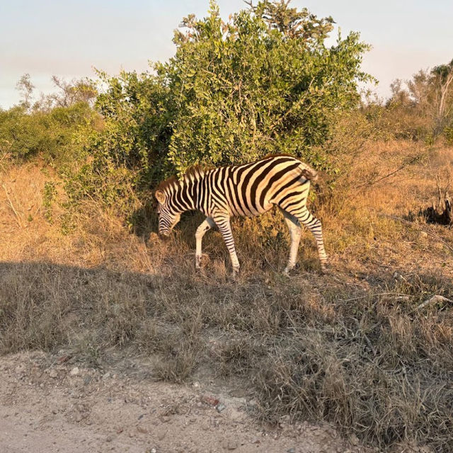 Kruger National Park: A Thrilling Safari Experience in the Heart of Africa