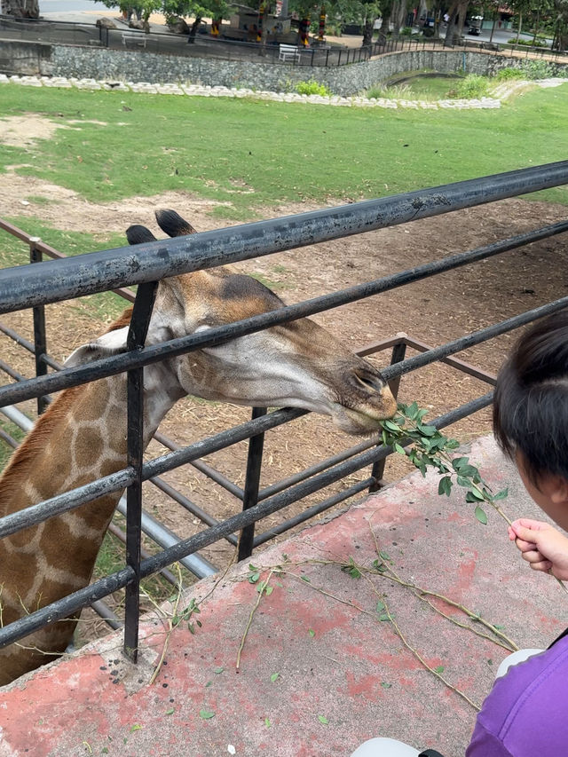 가장 특별했던 경험 자연 속에서 동물들과의 교감 🦒