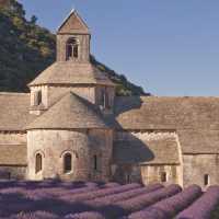 Lavender Fields of Provence: A Purple Paradise