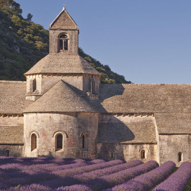 Lavender Fields of Provence: A Purple Paradise