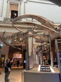 Meet the mammoth at Natural Museum