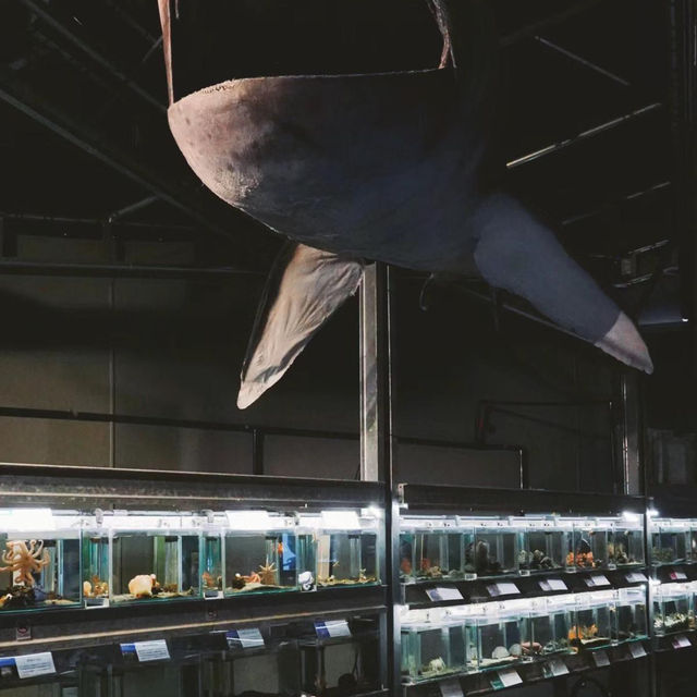 ～下關市立水族館～美麗海洋世界～