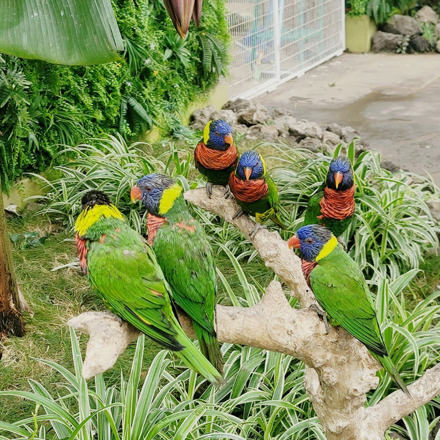 Hwajowon / Flower Bird Park