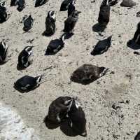 Penguin Paradise: Discover Boulders Beach