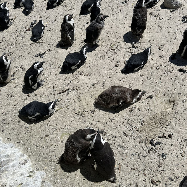 Penguin Paradise: Discover Boulders Beach