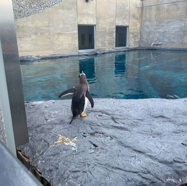 【旭川市旭山動物園】北海道🌟