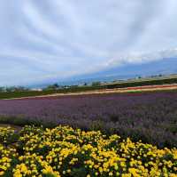 北海道之旅- 富良野富田農場/四季彩之丘