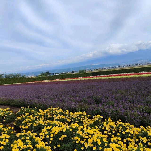北海道之旅- 富良野富田農場/四季彩之丘