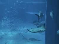 Dive Into Wonder: Exploring Osaka Aquarium Kaiyukan