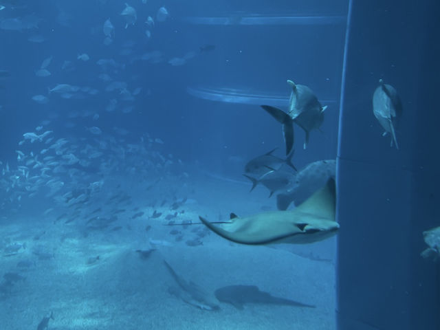 Dive Into Wonder: Exploring Osaka Aquarium Kaiyukan