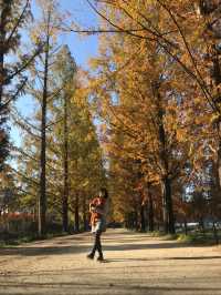 Damyang Metasequoia-lined road is very picturesque in autumn