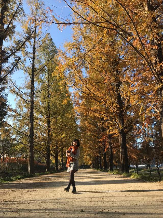 Damyang Metasequoia-lined road is very picturesque in autumn