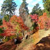 【最上山公園 もみじ山:兵庫県宍粟市】美しすぎるもみじ山🍁