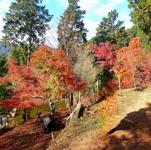 【最上山公園 もみじ山:兵庫県宍粟市】美しすぎるもみじ山🍁