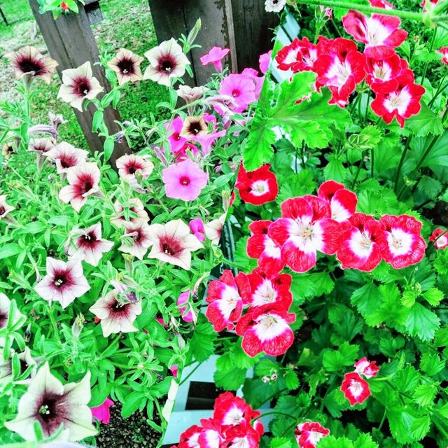 Yurigahara Park🪷🌷🌺🥀🌹💐💐