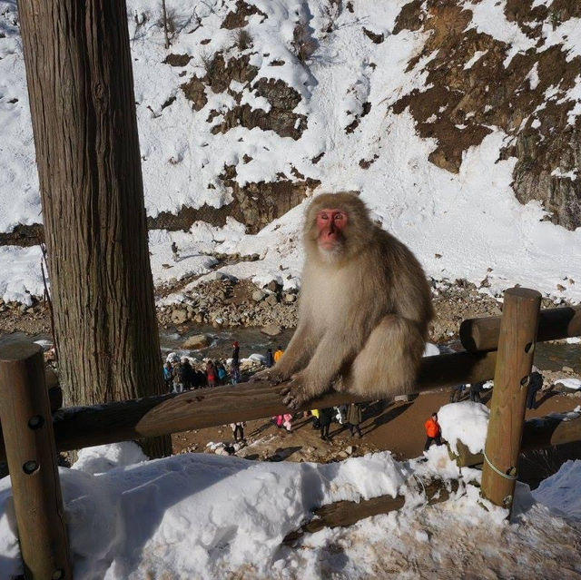 寒冬中的悠然：地獄谷的雪猴奇遇