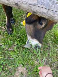 【戸隠】戸隠にある最強牧場🐮🔥