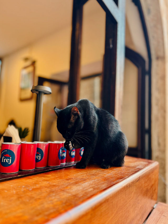 【モンテネグロ🇲🇪】コトルは猫の街🐈🐈‍⬛🐈🐾