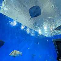 【高知】これが水族館！？海と自然のアドベンチャーミュージアム！高知県立足摺海洋館SATOUMI
