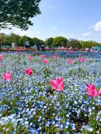 【岐阜】季節ごとに変わる絶景✨木曽三川公園