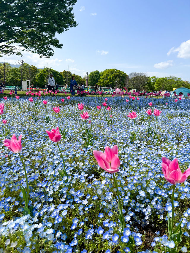 【岐阜】季節ごとに変わる絶景✨木曽三川公園