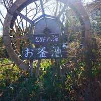 東京旅遊之～忍野八海