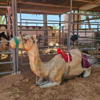 【アブダビ】Emirates Heritage Village🇦🇪