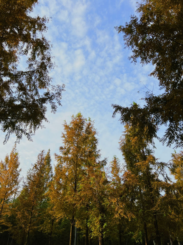 가을무드 제대로 즐기는 담양 당일치기 여행코스 🍂