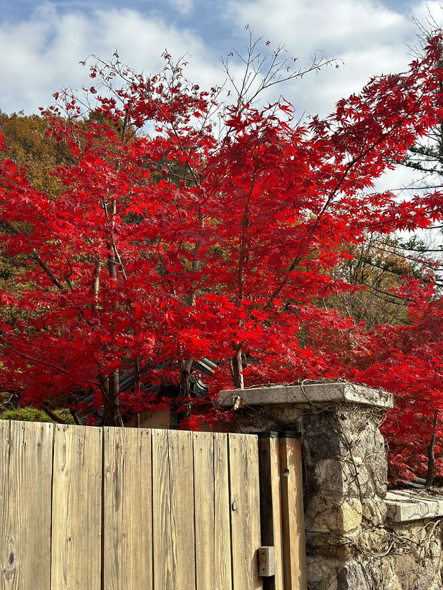 가을 단풍 명소 화담숲 🍁