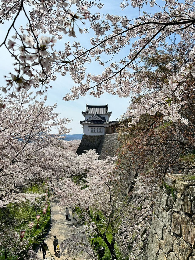 【岡山　お城巡り】