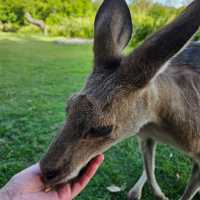 Lovely animals at Lone Pine Koala Sanctuary