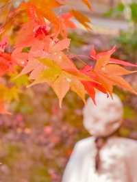 【京都】京都、穴場の絶景！紅葉が見事なお寺