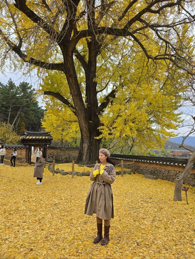 은행나무카펫 가득 깔린 밀양 금시당💛