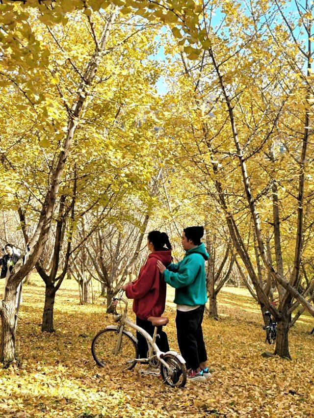온통 노란 세상 평창 은행나무카페💛