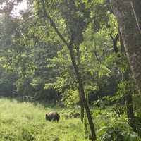 尼泊爾🇳🇵奇旺國家公園 🏞️ 犀牛🦏