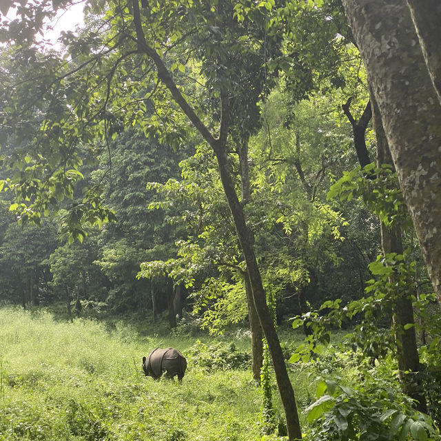 尼泊爾🇳🇵奇旺國家公園 🏞️ 犀牛🦏