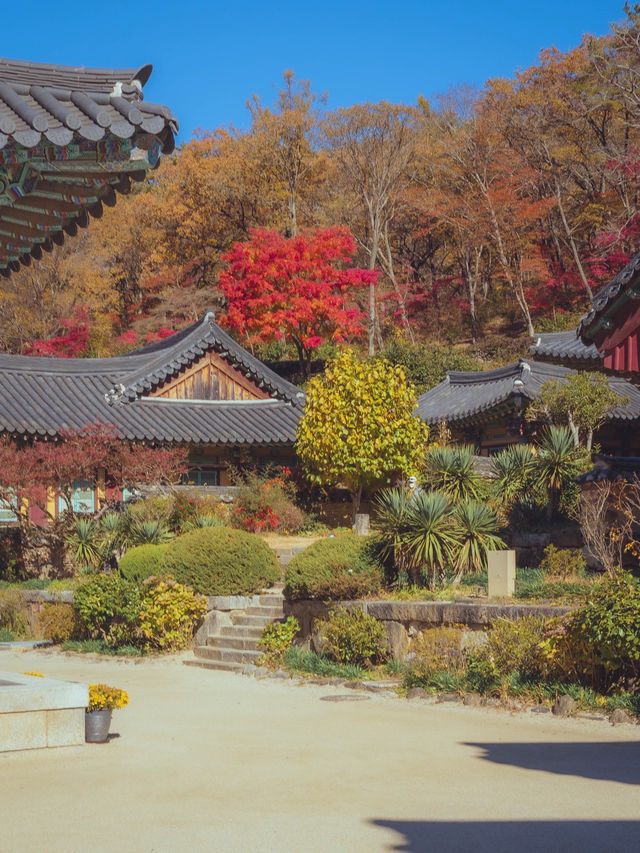 스님들도 다녀온다는 무소유길 산책코스“순천 송광사”