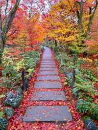 京都紅葉🍁嵯峨野の紅葉の名所🍁宝筐院🥰