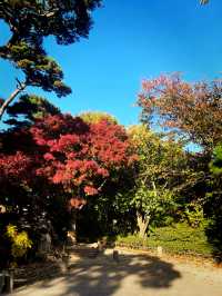 Seoul Museum - Best time to visit in Autumn 🍂