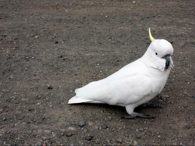 Why Bird Lovers Need to put Australia on there List 🦜