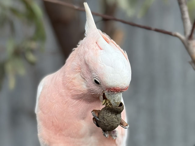 Close Encounters at Caversham Wildlife Park: Kangaroos, Koalas, Wombats and More