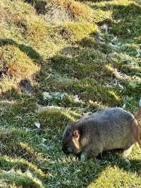 Cradle Mountain-Lake St Clair: Tasmania’s Wilderness Wonderland