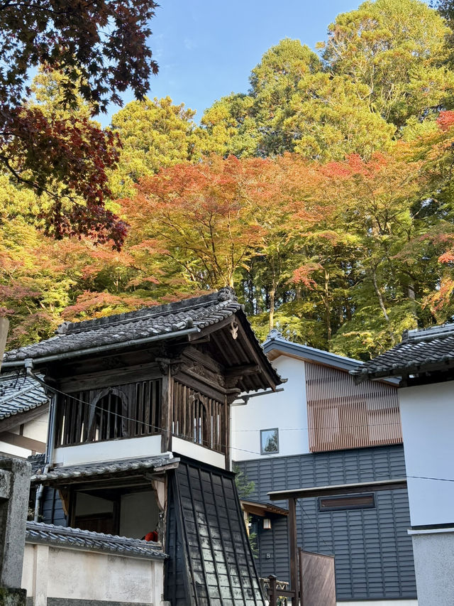 名古屋香積寺-鳥居、寺廟、紅葉與藍天，構成絕美畫面