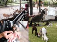 เพลิดเพลินไปกับสัตว์สุดน่ารักที่ Alpaca Hill 🐩🪿