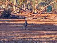 Hammond Park- Natures beauty of Kalgoorlie